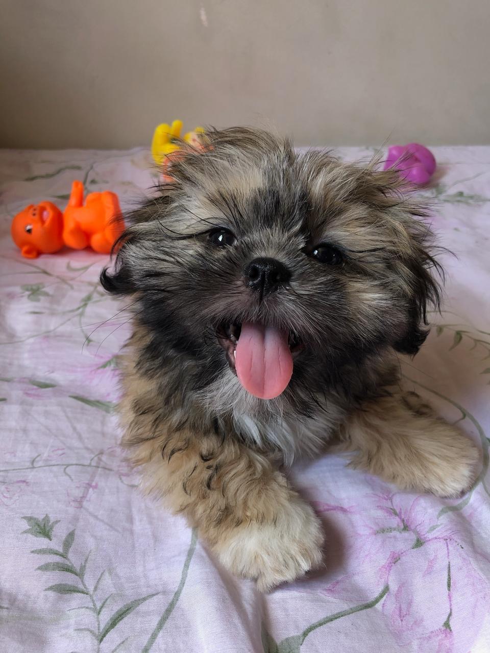 Simba